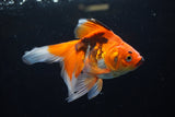 Ryukin  Tricolor 5.5 Inch (ID#221Ry8a-25) Free2Day SHIPPING
