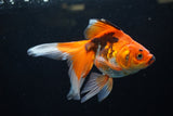 Ryukin  Tricolor 5.5 Inch (ID#221Ry8a-25) Free2Day SHIPPING