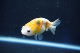 Baby Ranchu  Calico 3 Inch (ID#1022R9c-57) Free2Day SHIPPING