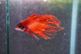 Red Crowntail Male Betta (ID#801-M616) Free2Day SHIPPING