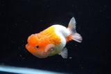 Juvenile Lionchu  Red White 3.5 Inch (ID#1220R11b-16) Free2Day SHIPPING