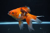 Ryukin  Tricolor 5.5 Inch (ID#221Ry8a-25) Free2Day SHIPPING