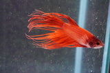 Red Crowntail Male Betta (ID#801-M616) Free2Day SHIPPING