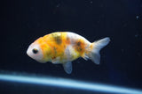 Baby Ranchu  Calico 3 Inch (ID#1022R9c-57) Free2Day SHIPPING