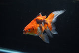 Ryukin  Tricolor 5.5 Inch (ID#221Ry8a-25) Free2Day SHIPPING