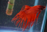 Red Crowntail Male Betta (ID#801-M616) Free2Day SHIPPING