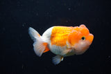 Juvenile Lionchu  Red White 3.5 Inch (ID#1220R11b-16) Free2Day SHIPPING