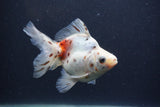 Ryukin Long Tail Calico 4.5 Inch (ID#1231Ry7b-5) Free2Day SHIPPING