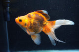 Ryukin Long Tail Red Black 5.5 Inch (ID#415Ry8a-2) Free2Day SHIPPING