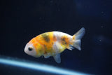 Baby Ranchu  Calico 3 Inch (ID#1022R9c-57) Free2Day SHIPPING