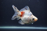 Ryukin Long Tail Calico 4.5 Inch (ID#1231Ry7b-5) Free2Day SHIPPING