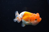 Juvenile Lionchu  Red White 3.5 Inch (ID#1220R11b-16) Free2Day SHIPPING