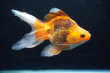 Ryukin Long Tail Red Black 5.5 Inch (ID#415Ry8a-2) Free2Day SHIPPING