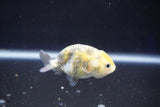 Baby Ranchu  Calico 2.5 Inch (ID#1022R9c-58) Free2Day SHIPPING