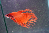 Red Crowntail Male Betta (ID#801-M616) Free2Day SHIPPING