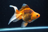 Ryukin Long Tail Red Black 5.5 Inch (ID#415Ry8a-2) Free2Day SHIPPING