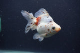 Ryukin Long Tail Calico 4.5 Inch (ID#1231Ry7b-5) Free2Day SHIPPING