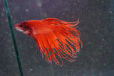 Red Crowntail Male Betta (ID#801-M616) Free2Day SHIPPING