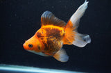 Ryukin Long Tail Red Black 5.5 Inch (ID#415Ry8a-2) Free2Day SHIPPING