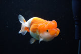 Juvenile Lionchu  Red White 3.5 Inch (ID#1220R11b-16) Free2Day SHIPPING