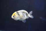 Baby Ranchu  Calico 2.5 Inch (ID#1022R9c-58) Free2Day SHIPPING