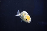 Baby Ranchu  Calico 2.5 Inch (ID#1022R9c-58) Free2Day SHIPPING