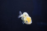 Baby Ranchu  Calico 2.5 Inch (ID#1022R9c-58) Free2Day SHIPPING