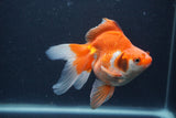 Ryukin Long Tail Red White 5 Inch (ID#1231Ry7b-6) Free2Day SHIPPING