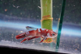 Galaxy  Koi Plakat Male Betta (ID#801-M617) Free2Day SHIPPING