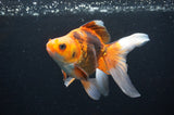 Ryukin Long Tail Red Black 5.5 Inch (ID#415Ry8a-2) Free2Day SHIPPING
