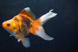 Ryukin Long Tail Red Black 5.5 Inch (ID#415Ry8a-2) Free2Day SHIPPING