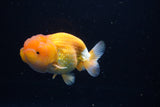 Juvenile Lionchu  Red White 4 Inch (ID#1224R11b-7) Free2Day SHIPPING