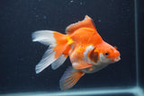 Ryukin Long Tail Red White 5 Inch (ID#1231Ry7b-6) Free2Day SHIPPING