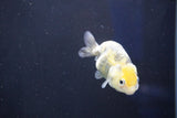 Baby Ranchu  Calico 2.5 Inch (ID#1022R9c-58) Free2Day SHIPPING