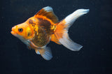 Ryukin Long Tail Red Black 5.5 Inch (ID#415Ry8a-2) Free2Day SHIPPING