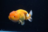 Juvenile Lionchu  Red White 4 Inch (ID#1224R11b-7) Free2Day SHIPPING