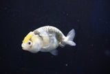 Baby Ranchu  Calico 2.5 Inch (ID#1022R9c-58) Free2Day SHIPPING