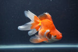 Ryukin Long Tail Red White 5 Inch (ID#1231Ry7b-6) Free2Day SHIPPING