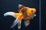 Ryukin Long Tail Red Black 5.5 Inch (ID#415Ry8a-2) Free2Day SHIPPING