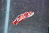 Galaxy  Koi Plakat Male Betta (ID#801-M617) Free2Day SHIPPING