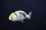 Baby Ranchu  Calico 2.5 Inch (ID#1022R9c-58) Free2Day SHIPPING