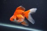 Ryukin Long Tail Red White 5 Inch (ID#1231Ry7b-6) Free2Day SHIPPING