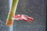 Galaxy  Koi Plakat Male Betta (ID#801-M617) Free2Day SHIPPING