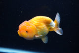 Juvenile Lionchu  Red White 4 Inch (ID#1224R11b-7) Free2Day SHIPPING