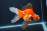 Ryukin Long Tail Red White 5 Inch (ID#1231Ry7b-6) Free2Day SHIPPING