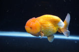 Juvenile Lionchu  Red White 4 Inch (ID#1224R11b-7) Free2Day SHIPPING