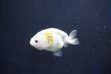 Baby Ranchu  Calico 2.5 Inch (ID#1022R9c-59) Free2Day SHIPPING