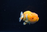 Juvenile Lionchu  Red White 4 Inch (ID#1224R11b-7) Free2Day SHIPPING