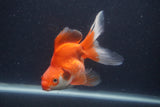 Ryukin Long Tail Red White 5 Inch (ID#1231Ry7b-6) Free2Day SHIPPING