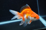 Ryukin Long Tail Red White 4.5 Inch (ID#415Ry8a-3) Free2Day SHIPPING